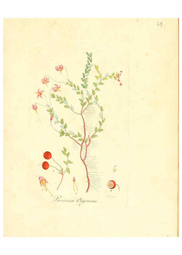 Reproducción/Reproduction 6031973063: Flora medica, oder, Abbildung der wichtigsten officinellen Pflanzen Jena,August Schmid,1831 [i.e. 1829-1831] 