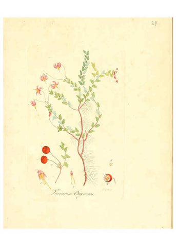 Reproducción/Reproduction 6031973063: Flora medica, oder, Abbildung der wichtigsten officinellen Pflanzen Jena,August Schmid,1831 [i.e. 1829-1831] 