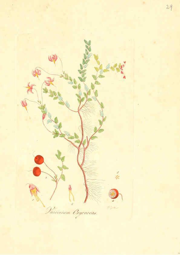Reproducción/Reproduction 6031973063: Flora medica, oder, Abbildung der wichtigsten officinellen Pflanzen Jena,August Schmid,1831 [i.e. 1829-1831] 