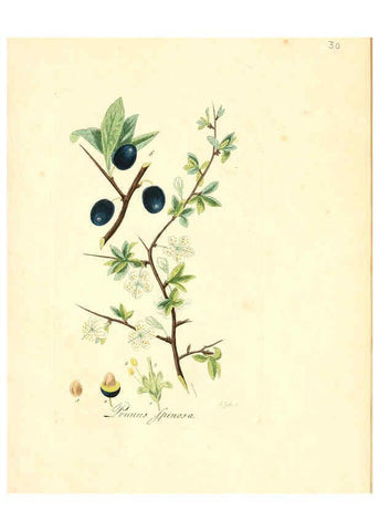 Reproducción/Reproduction 6032532856: Flora medica, oder, Abbildung der wichtigsten officinellen Pflanzen Jena,August Schmid,1831 [i.e. 1829-1831] 