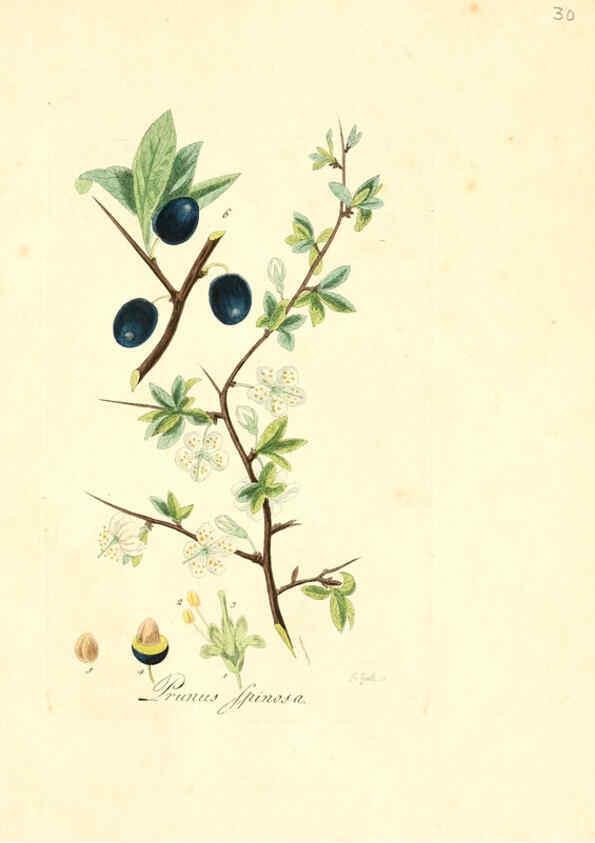 Reproducción/Reproduction 6032532856: Flora medica, oder, Abbildung der wichtigsten officinellen Pflanzen Jena,August Schmid,1831 [i.e. 1829-1831] 