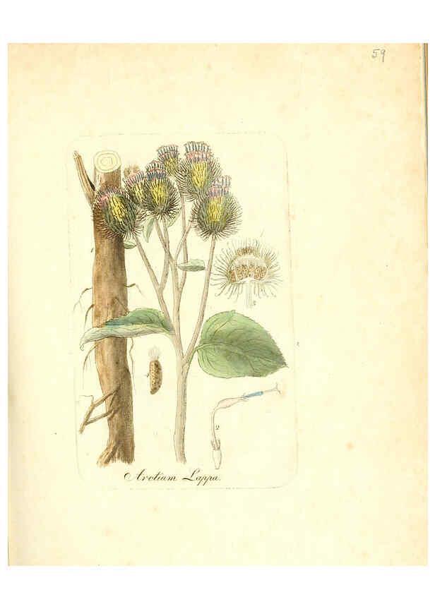 Reproducción/Reproduction 6031981631: Flora medica, oder, Abbildung der wichtigsten officinellen Pflanzen Jena,August Schmid,1831 [i.e. 1829-1831] 