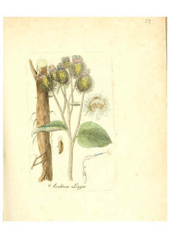 Reproducción/Reproduction 6031981631: Flora medica, oder, Abbildung der wichtigsten officinellen Pflanzen Jena,August Schmid,1831 [i.e. 1829-1831] 