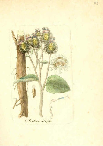 Reproducción/Reproduction 6031981631: Flora medica, oder, Abbildung der wichtigsten officinellen Pflanzen Jena,August Schmid,1831 [i.e. 1829-1831] 