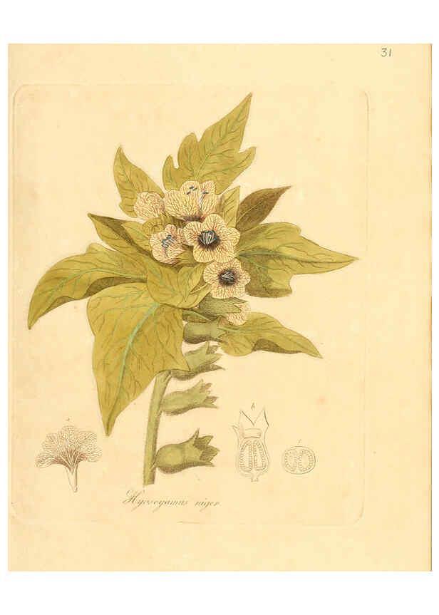 Reproducción/Reproduction 6031973845: Flora medica, oder, Abbildung der wichtigsten officinellen Pflanzen Jena,August Schmid,1831 [i.e. 1829-1831] 