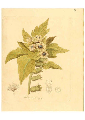 Reproducción/Reproduction 6031973845: Flora medica, oder, Abbildung der wichtigsten officinellen Pflanzen Jena,August Schmid,1831 [i.e. 1829-1831] 