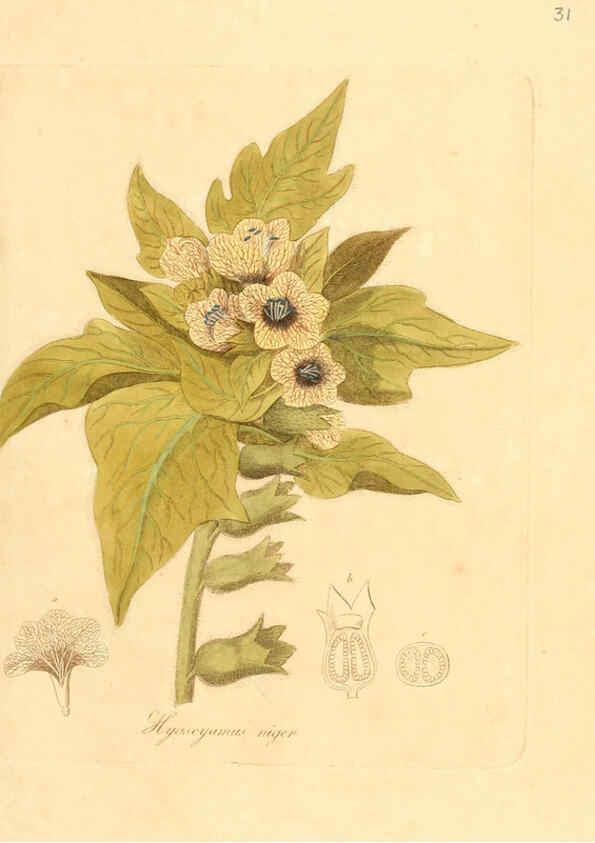 Reproducción/Reproduction 6031973845: Flora medica, oder, Abbildung der wichtigsten officinellen Pflanzen Jena,August Schmid,1831 [i.e. 1829-1831] 