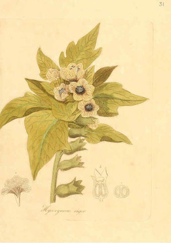 Reproducción/Reproduction 6031973845: Flora medica, oder, Abbildung der wichtigsten officinellen Pflanzen Jena,August Schmid,1831 [i.e. 1829-1831] 