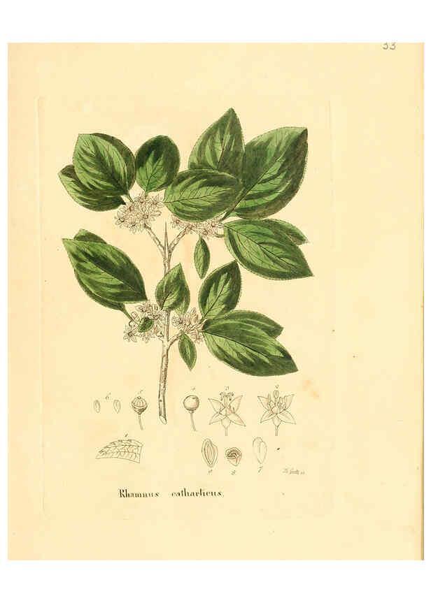 Reproducción/Reproduction 6032533908: Flora medica, oder, Abbildung der wichtigsten officinellen Pflanzen Jena,August Schmid,1831 [i.e. 1829-1831] 