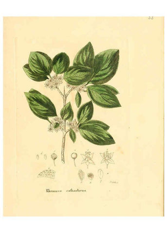 Reproducción/Reproduction 6032533908: Flora medica, oder, Abbildung der wichtigsten officinellen Pflanzen Jena,August Schmid,1831 [i.e. 1829-1831] 