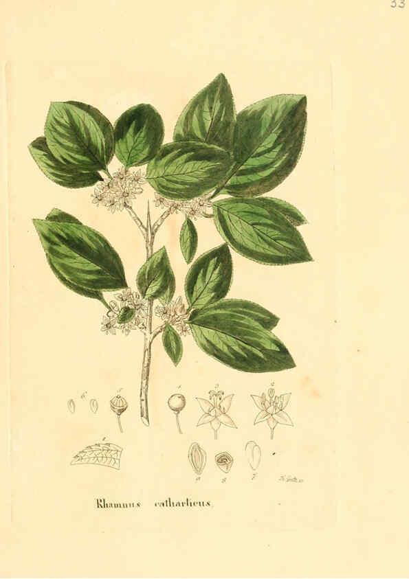 Reproducción/Reproduction 6032533908: Flora medica, oder, Abbildung der wichtigsten officinellen Pflanzen Jena,August Schmid,1831 [i.e. 1829-1831] 