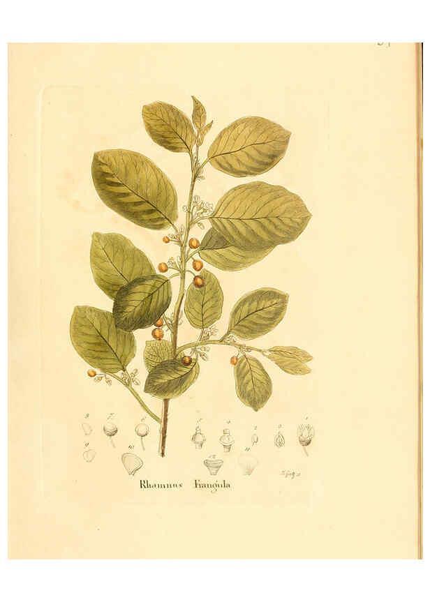Reproducción/Reproduction 6032534236: Flora medica, oder, Abbildung der wichtigsten officinellen Pflanzen Jena,August Schmid,1831 [i.e. 1829-1831] 