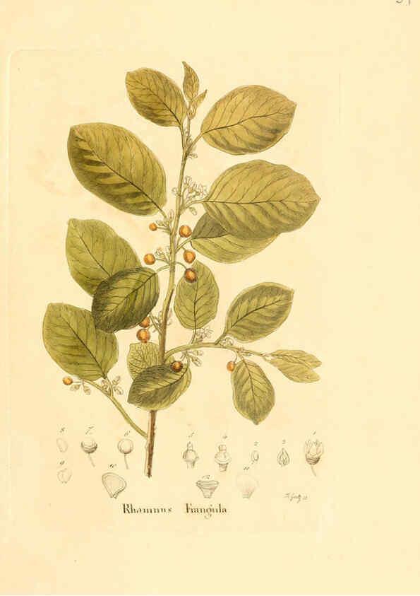 Reproducción/Reproduction 6032534236: Flora medica, oder, Abbildung der wichtigsten officinellen Pflanzen Jena,August Schmid,1831 [i.e. 1829-1831] 