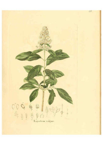 Reproducción/Reproduction 6031975063: Flora medica, oder, Abbildung der wichtigsten officinellen Pflanzen Jena,August Schmid,1831 [i.e. 1829-1831] 