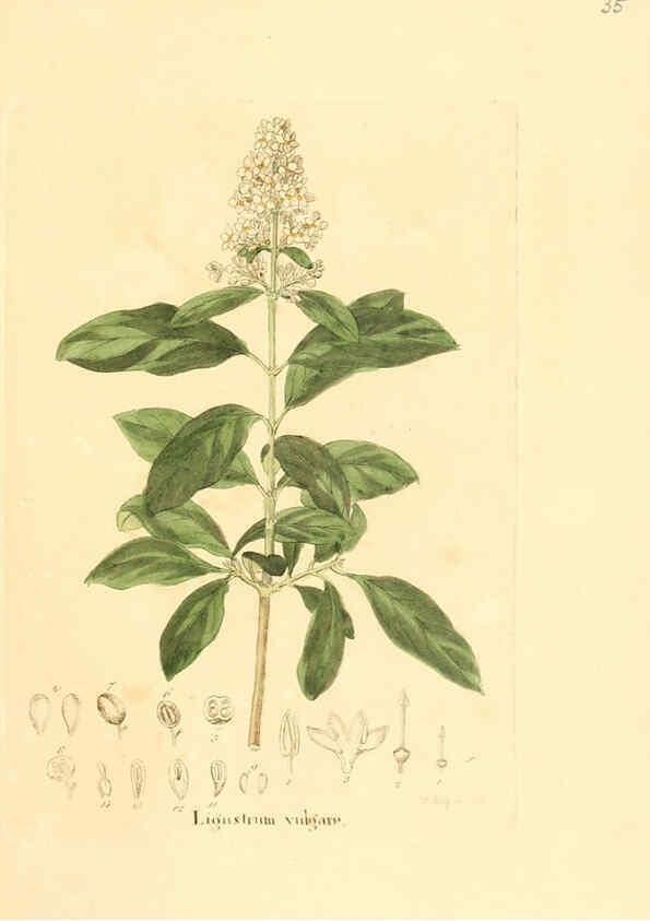 Reproducción/Reproduction 6031975063: Flora medica, oder, Abbildung der wichtigsten officinellen Pflanzen Jena,August Schmid,1831 [i.e. 1829-1831] 