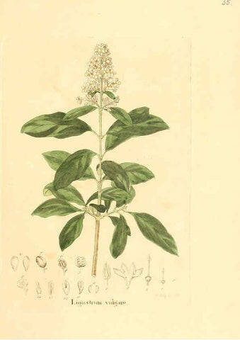 Reproducción/Reproduction 6031975063: Flora medica, oder, Abbildung der wichtigsten officinellen Pflanzen Jena,August Schmid,1831 [i.e. 1829-1831] 