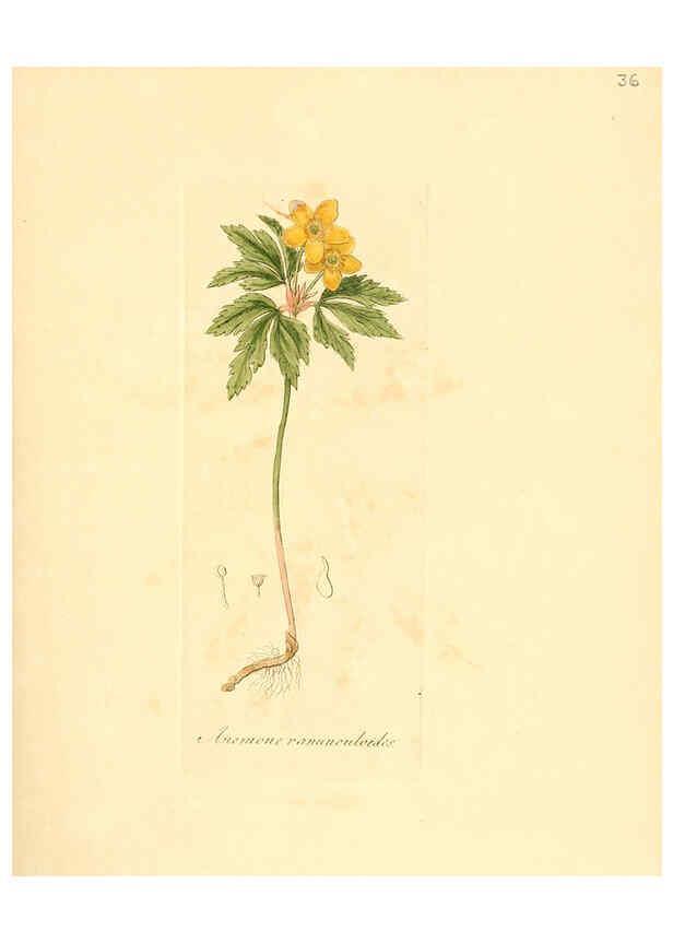 Reproducción/Reproduction 6031975235: Flora medica, oder, Abbildung der wichtigsten officinellen Pflanzen Jena,August Schmid,1831 [i.e. 1829-1831] 