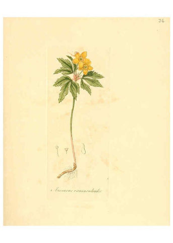 Reproducción/Reproduction 6031975235: Flora medica, oder, Abbildung der wichtigsten officinellen Pflanzen Jena,August Schmid,1831 [i.e. 1829-1831] 