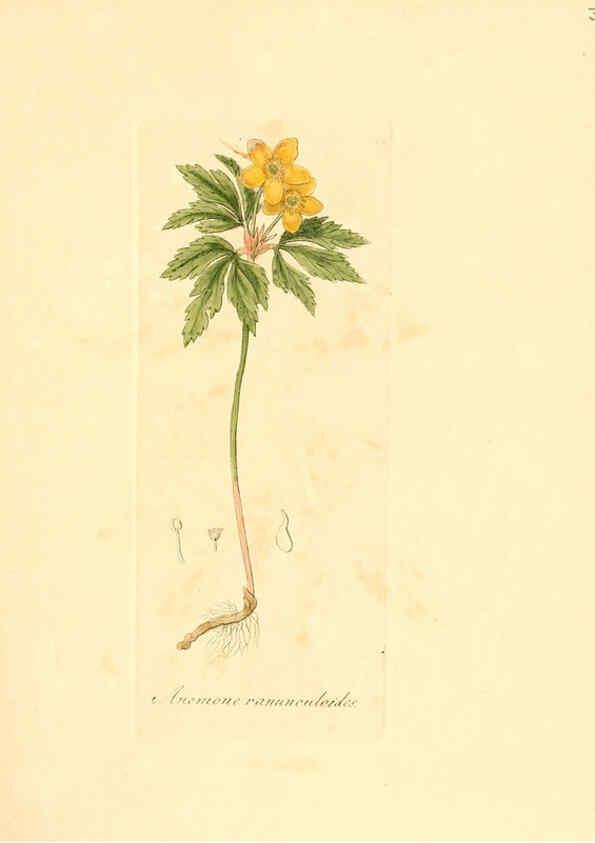 Reproducción/Reproduction 6031975235: Flora medica, oder, Abbildung der wichtigsten officinellen Pflanzen Jena,August Schmid,1831 [i.e. 1829-1831] 