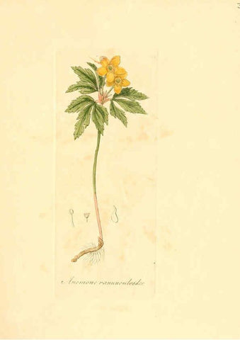 Reproducción/Reproduction 6031975235: Flora medica, oder, Abbildung der wichtigsten officinellen Pflanzen Jena,August Schmid,1831 [i.e. 1829-1831] 