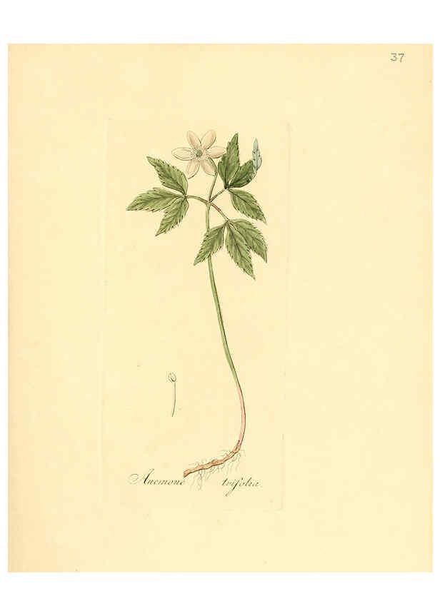 Reproducción/Reproduction 6031975429: Flora medica, oder, Abbildung der wichtigsten officinellen Pflanzen Jena,August Schmid,1831 [i.e. 1829-1831] 