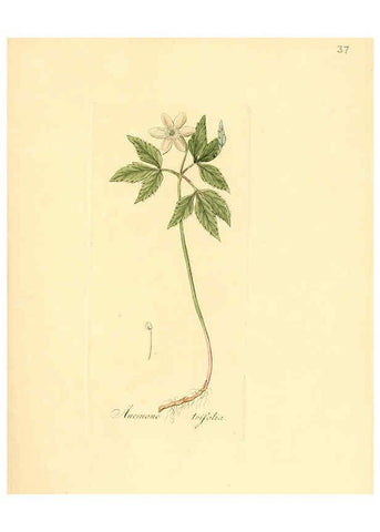 Reproducción/Reproduction 6031975429: Flora medica, oder, Abbildung der wichtigsten officinellen Pflanzen Jena,August Schmid,1831 [i.e. 1829-1831] 