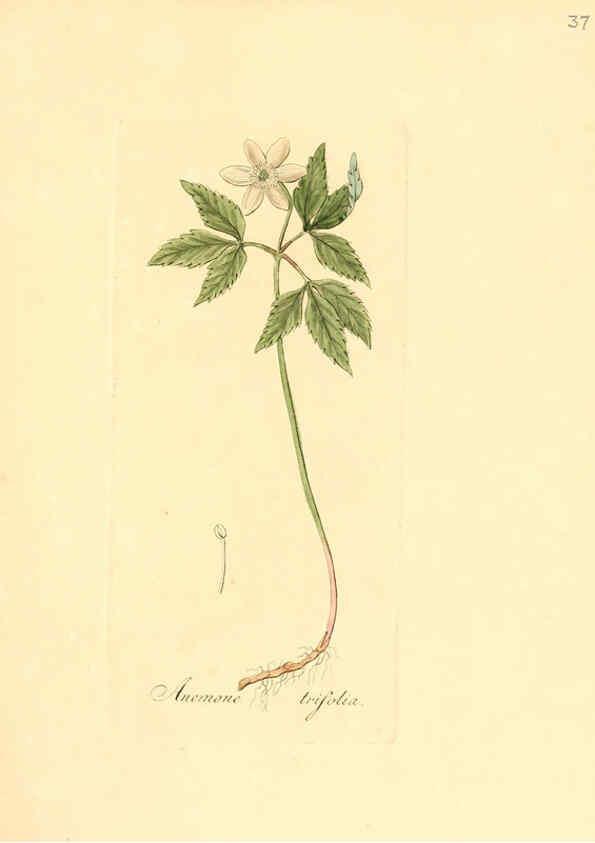 Reproducción/Reproduction 6031975429: Flora medica, oder, Abbildung der wichtigsten officinellen Pflanzen Jena,August Schmid,1831 [i.e. 1829-1831] 