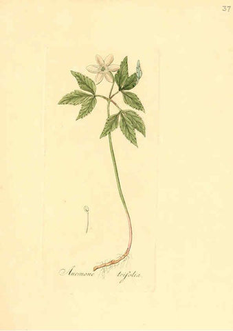 Reproducción/Reproduction 6031975429: Flora medica, oder, Abbildung der wichtigsten officinellen Pflanzen Jena,August Schmid,1831 [i.e. 1829-1831] 