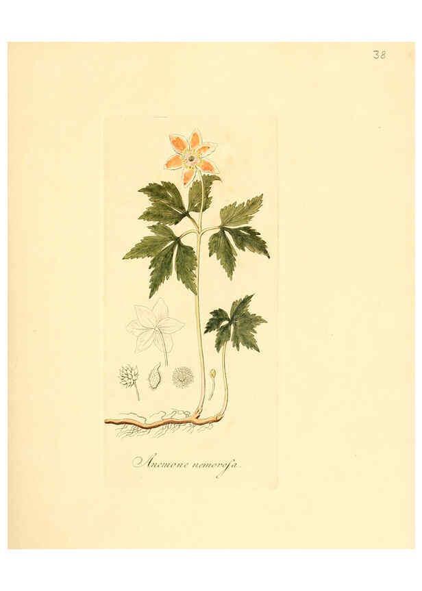 Reproducción/Reproduction 6032535136: Flora medica, oder, Abbildung der wichtigsten officinellen Pflanzen Jena,August Schmid,1831 [i.e. 1829-1831] 