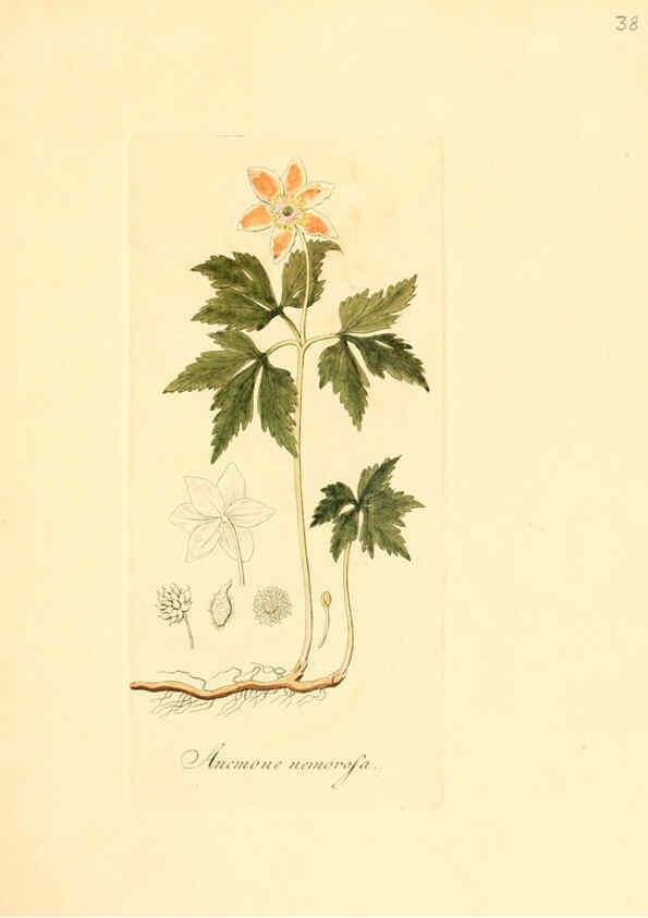 Reproducción/Reproduction 6032535136: Flora medica, oder, Abbildung der wichtigsten officinellen Pflanzen Jena,August Schmid,1831 [i.e. 1829-1831] 