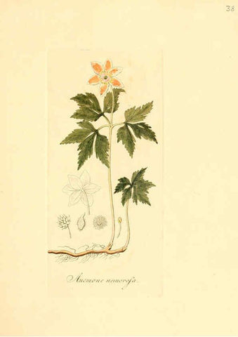 Reproducción/Reproduction 6032535136: Flora medica, oder, Abbildung der wichtigsten officinellen Pflanzen Jena,August Schmid,1831 [i.e. 1829-1831] 