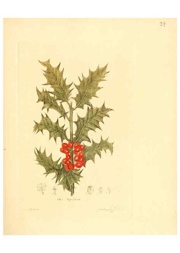 Reproducción/Reproduction 6031975943: Flora medica, oder, Abbildung der wichtigsten officinellen Pflanzen Jena,August Schmid,1831 [i.e. 1829-1831] 
