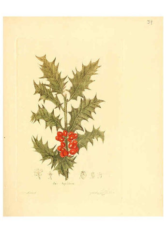 Reproducción/Reproduction 6031975943: Flora medica, oder, Abbildung der wichtigsten officinellen Pflanzen Jena,August Schmid,1831 [i.e. 1829-1831] 