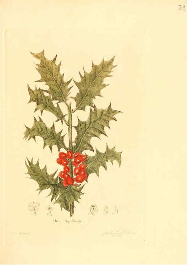 Reproducción/Reproduction 6031975943: Flora medica, oder, Abbildung der wichtigsten officinellen Pflanzen Jena,August Schmid,1831 [i.e. 1829-1831] 