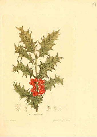 Reproducción/Reproduction 6031975943: Flora medica, oder, Abbildung der wichtigsten officinellen Pflanzen Jena,August Schmid,1831 [i.e. 1829-1831] 