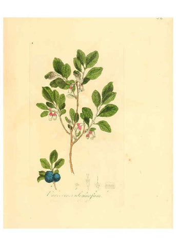 Reproducción/Reproduction 6031974161: Flora medica, oder, Abbildung der wichtigsten officinellen Pflanzen Jena,August Schmid,1831 [i.e. 1829-1831] 