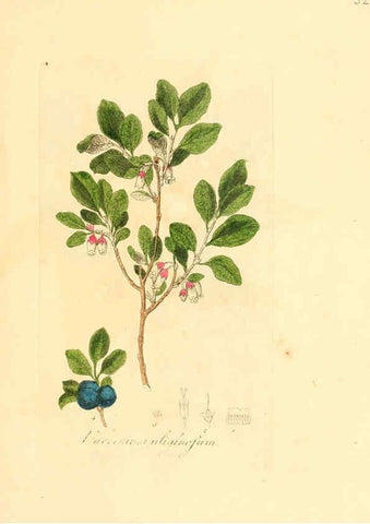 Reproducción/Reproduction 6031974161: Flora medica, oder, Abbildung der wichtigsten officinellen Pflanzen Jena,August Schmid,1831 [i.e. 1829-1831] 