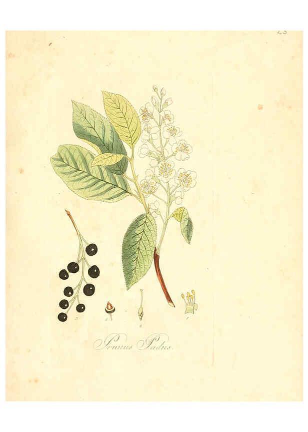 Reproducción/Reproduction 6031971169: Flora medica, oder, Abbildung der wichtigsten officinellen Pflanzen Jena,August Schmid,1831 [i.e. 1829-1831] 
