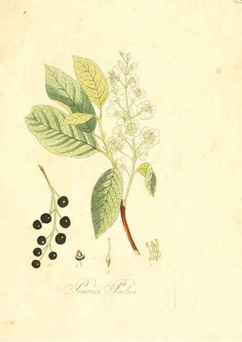 Reproducción/Reproduction 6031971169: Flora medica, oder, Abbildung der wichtigsten officinellen Pflanzen Jena,August Schmid,1831 [i.e. 1829-1831] 