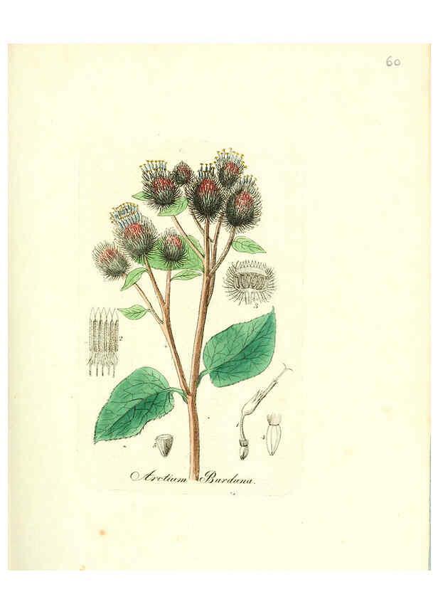 Reproducción/Reproduction 6031981835: Flora medica, oder, Abbildung der wichtigsten officinellen Pflanzen Jena,August Schmid,1831 [i.e. 1829-1831] 