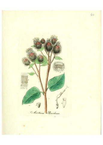 Reproducción/Reproduction 6031981835: Flora medica, oder, Abbildung der wichtigsten officinellen Pflanzen Jena,August Schmid,1831 [i.e. 1829-1831] 