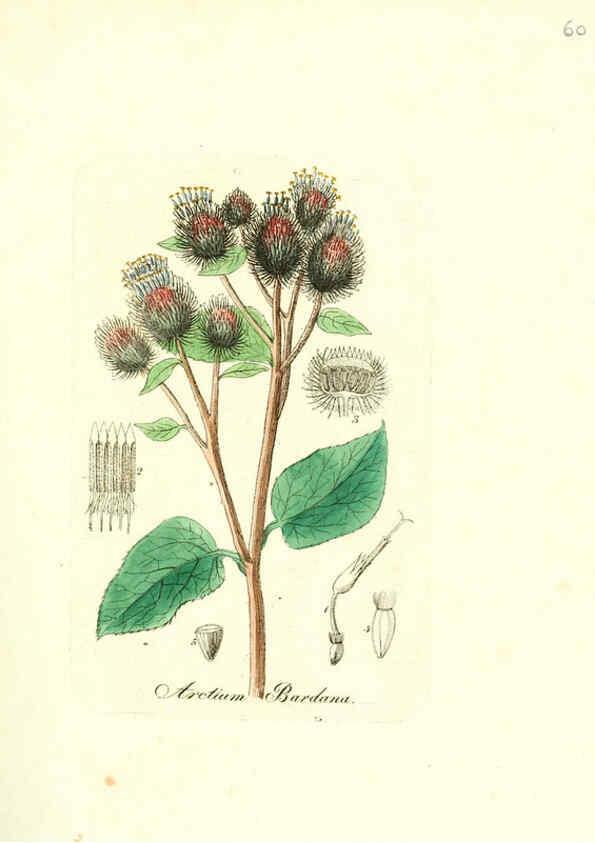 Reproducción/Reproduction 6031981835: Flora medica, oder, Abbildung der wichtigsten officinellen Pflanzen Jena,August Schmid,1831 [i.e. 1829-1831] 