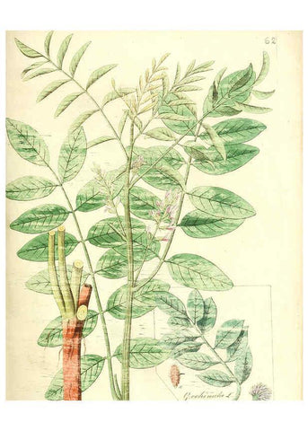Reproducción/Reproduction 6032541594: Flora medica, oder, Abbildung der wichtigsten officinellen Pflanzen Jena,August Schmid,1831 [i.e. 1829-1831] 