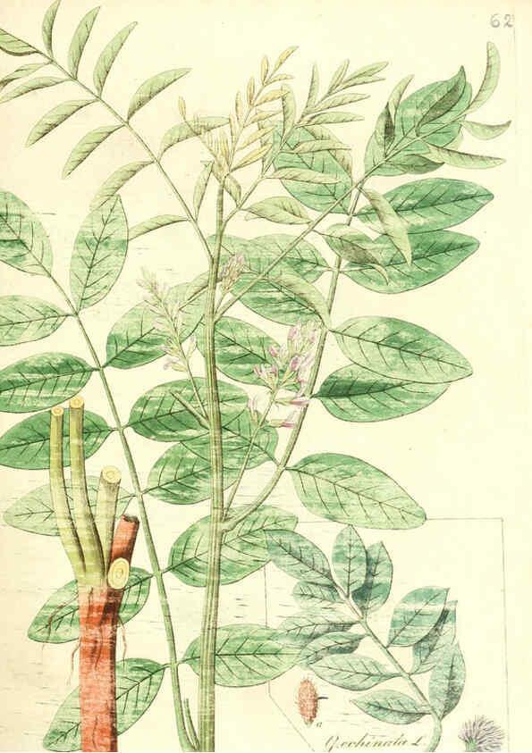 Reproducción/Reproduction 6032541594: Flora medica, oder, Abbildung der wichtigsten officinellen Pflanzen Jena,August Schmid,1831 [i.e. 1829-1831] 