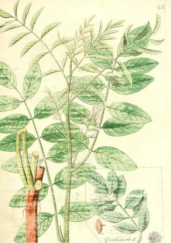 Reproducción/Reproduction 6032541594: Flora medica, oder, Abbildung der wichtigsten officinellen Pflanzen Jena,August Schmid,1831 [i.e. 1829-1831] 