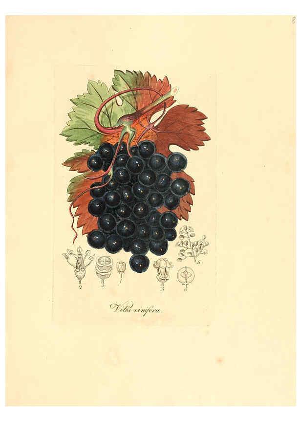 Reproducción/Reproduction 6031987473: Flora medica, oder, Abbildung der wichtigsten officinellen Pflanzen Jena,August Schmid,1831 [i.e. 1829-1831] 