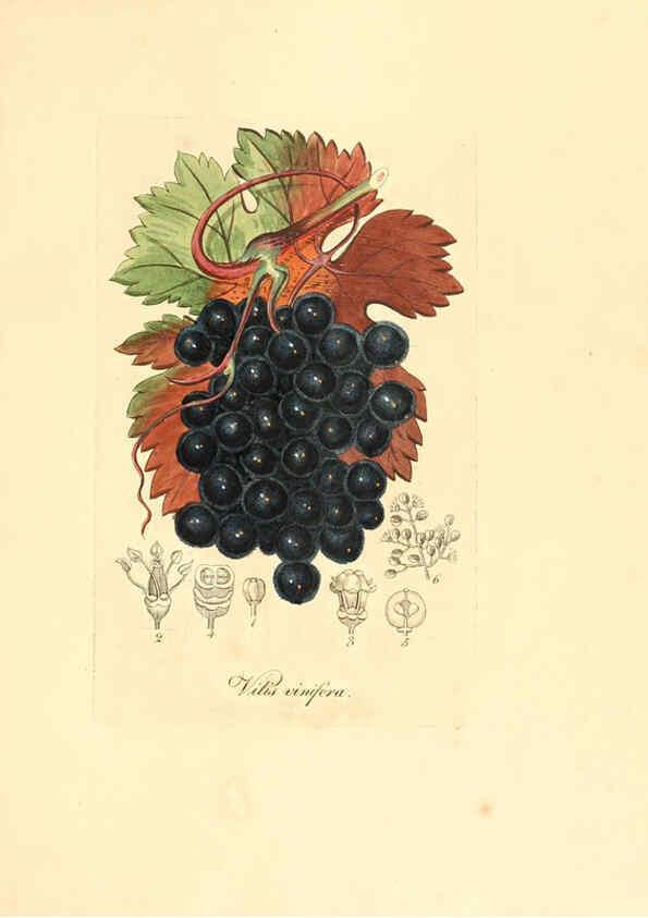 Reproducción/Reproduction 6031987473: Flora medica, oder, Abbildung der wichtigsten officinellen Pflanzen Jena,August Schmid,1831 [i.e. 1829-1831] 