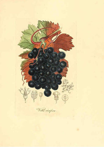 Reproducción/Reproduction 6031987473: Flora medica, oder, Abbildung der wichtigsten officinellen Pflanzen Jena,August Schmid,1831 [i.e. 1829-1831] 