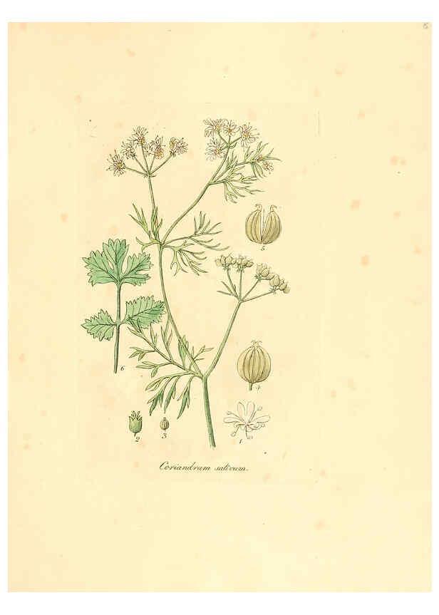 Reproducción/Reproduction 6031987627: Flora medica, oder, Abbildung der wichtigsten officinellen Pflanzen Jena,August Schmid,1831 [i.e. 1829-1831] 