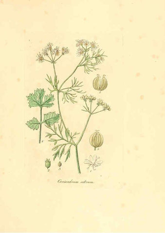 Reproducción/Reproduction 6031987627: Flora medica, oder, Abbildung der wichtigsten officinellen Pflanzen Jena,August Schmid,1831 [i.e. 1829-1831] 
